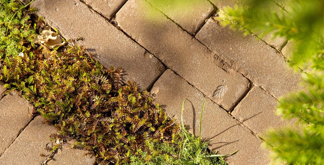 Gardens 31.07.24-1 33 (19)